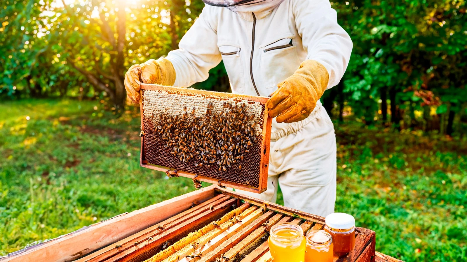 Diplomado en Producción de Miel y Derivados Apícolas Sustentables